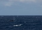 WhaleWatching 013
